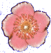 Mayflower pin Mayflower pin